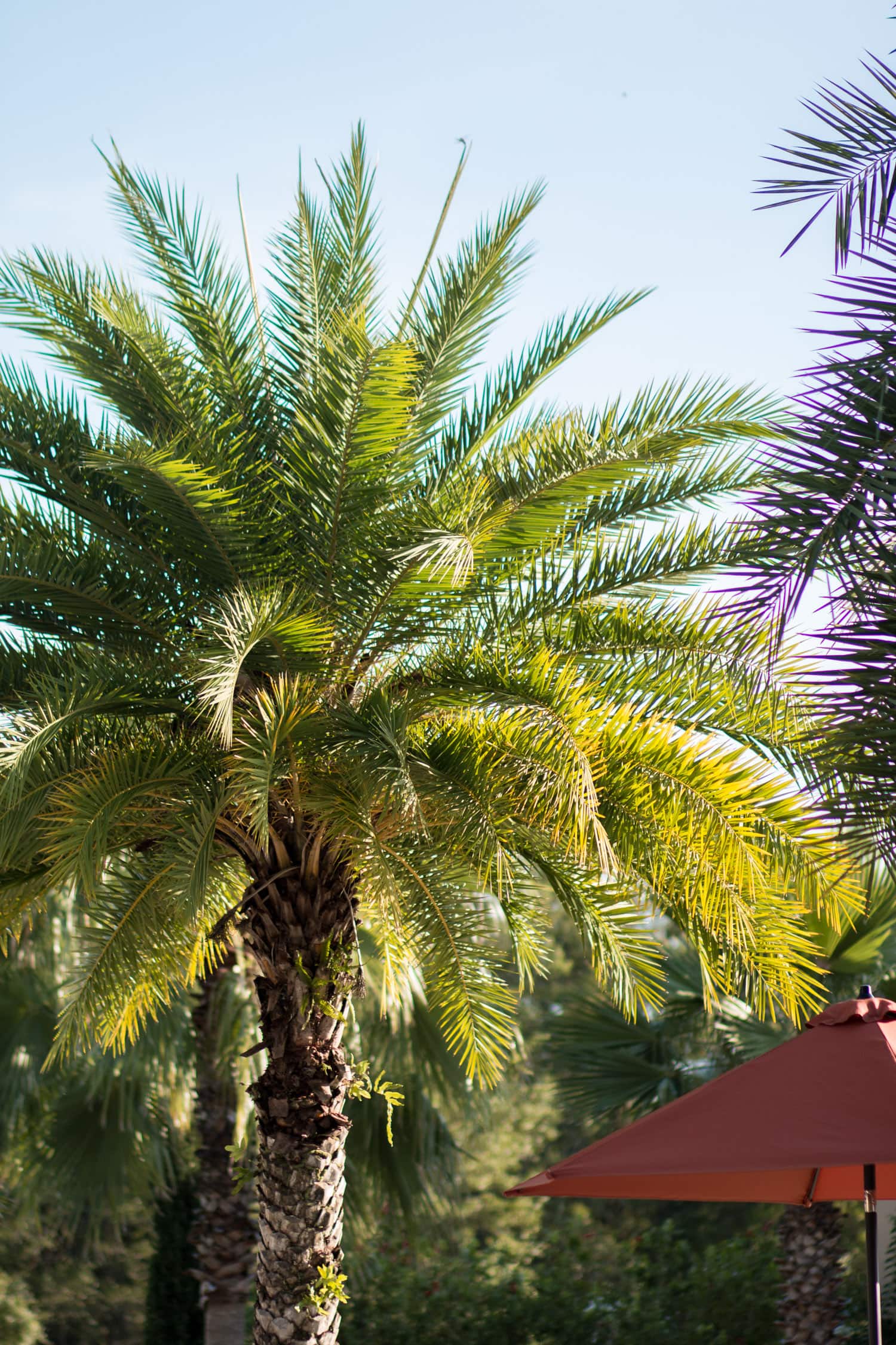 Summer in Florida is pretty spectacular. The bright sunshine, vivid blue skies, and regal palm tress are hard to beat!