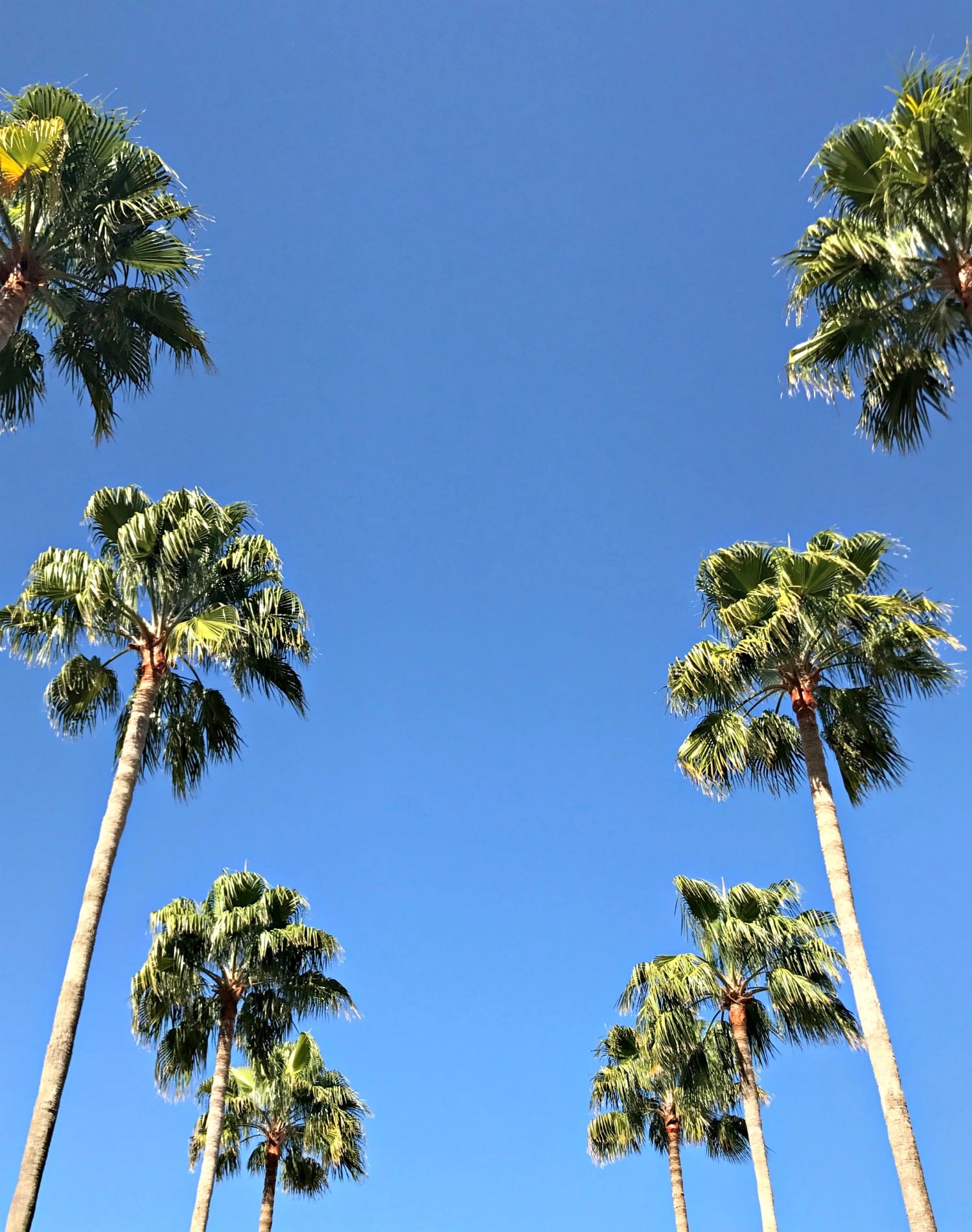 Tampa Florida Travel Guide | Marry Me on A Megabus Giveaway | Affordable Travel Options | Florida Travel Blogger Ashley Brooke Nicholas | Blue Skies and Palm Trees
